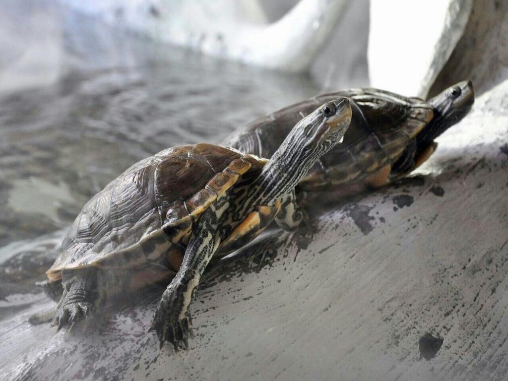 Aquarium Hotel Эр-Рияд Экстерьер фото