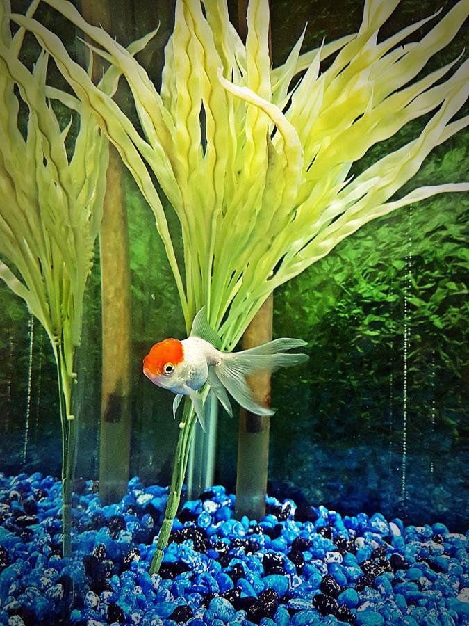 Aquarium Hotel Эр-Рияд Экстерьер фото
